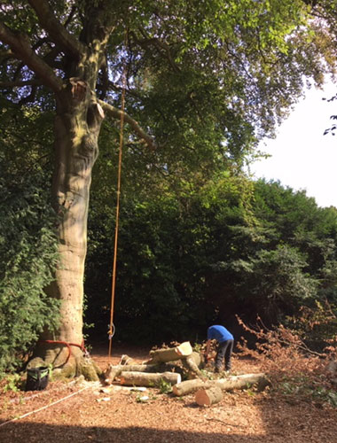 Arborist Leicestershire Warwickshire