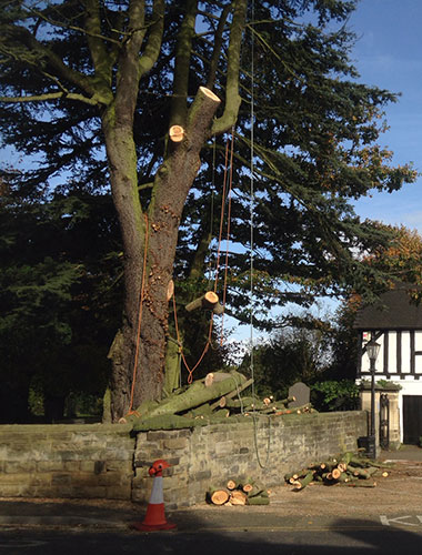 Tree Surgeon Leicestershire Warwickshire